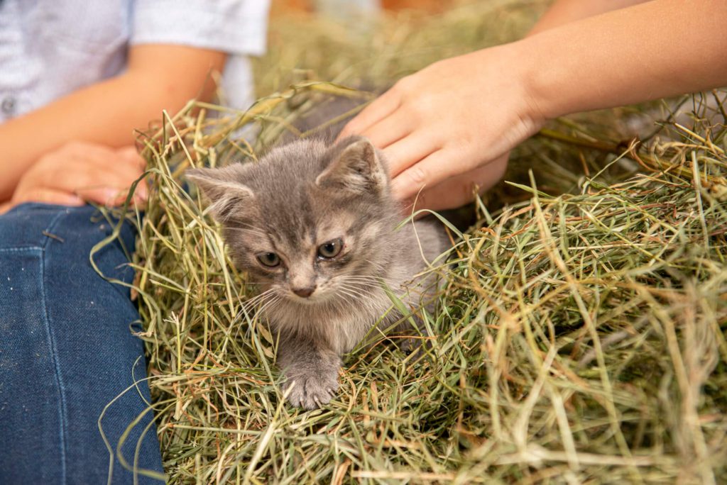 Kitten playing in the hay, child's hand gently stroking – perfect farm holiday atmosphere.